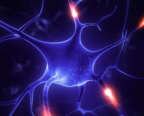 Nervenzellen und Synapsen